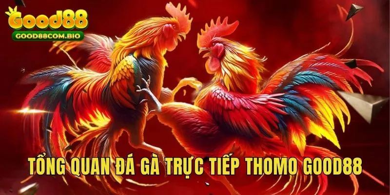 Tổng quan về sân chơi đá gà trực tiếp Thomo Good88 