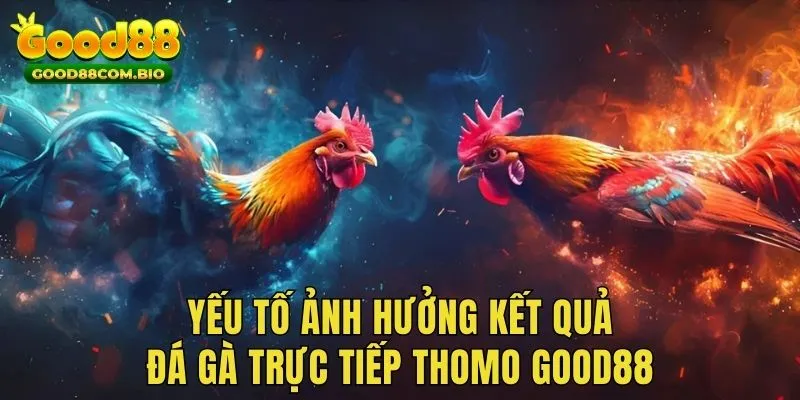 Yếu tố quyết định tới KQ trận đấu chọi kê Thomo tại hệ thống